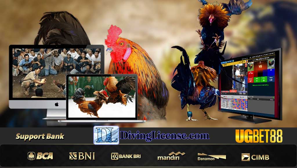 Situs bandar Judi Sabung Ayam ugbet88 Terbaik